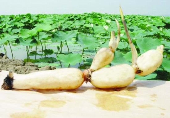 衰老，眼部肌肤，肌肤才能