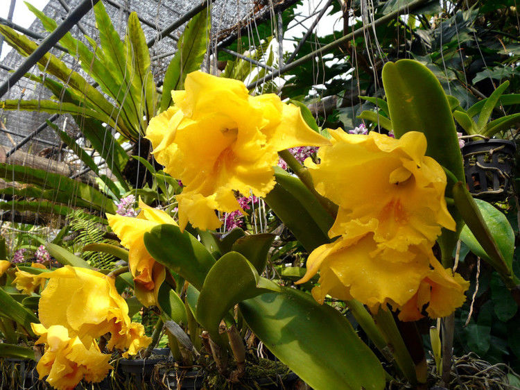 【引用】нуч花园轩弄。泰国 - 枫林傲然 -                  .