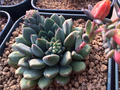花乃井Echeveria amoena