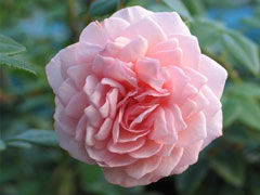 威廉莫里斯（William Morris