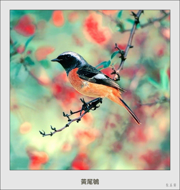 五十种漂亮的爱鸟！来认识一下吧！【美图共赏】 - 無為居士 - 聚美齋