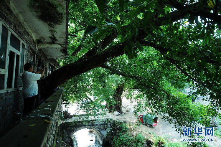 穿过三层楼房的百年大树 - 千里眼 - 千里眼(古弓月长)