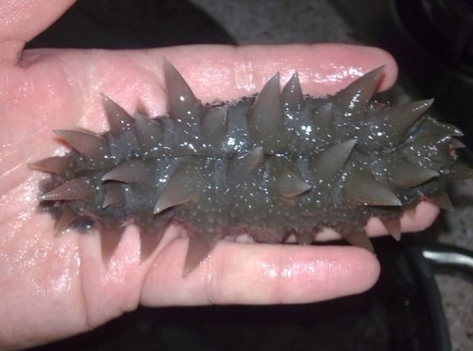 常见干货的发制方法 - 逍遥客 - 逍遥客