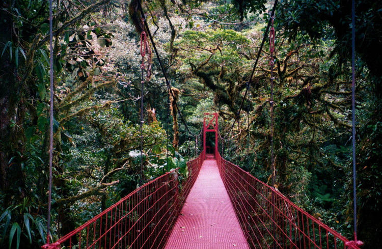世界上最迷人的十大森林-宝贝梦－分享美丽.分享快乐.品味人生