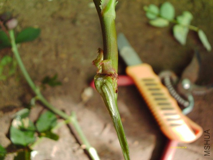 [转载]几种月季的繁殖方法