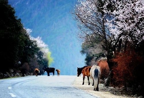 一花一世界 如何表现风光摄影中的意境之美 
