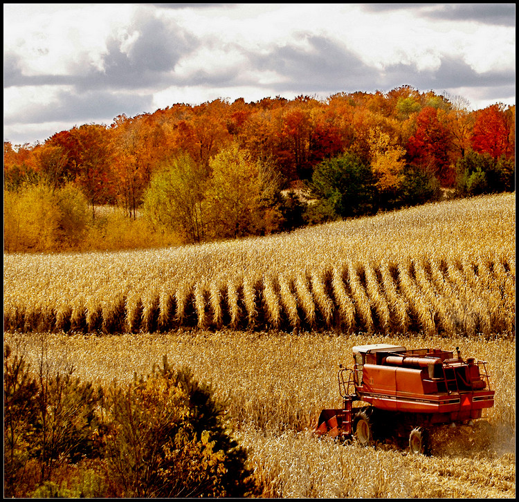 无限秋色 - 雪  飞 - 雪飞博客