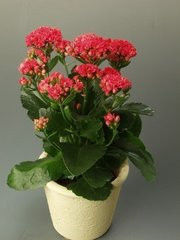 园艺师教你哪种花多久浇一次水 - 南山秀竹 - 南山文化园