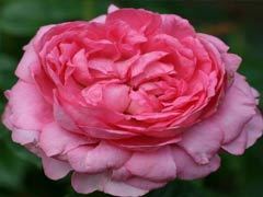 尚塔尔（Chantal Mérieux）