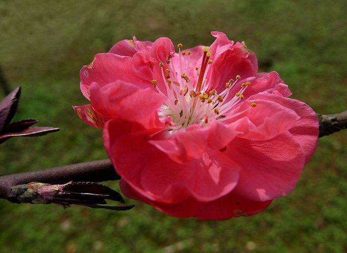 桃花艳艳开 春色滚滚来！【唯美组图】 - 纳兰容若 - 纳兰容若