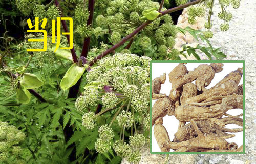 刀伤药极效方，一次即愈 - 瀛子 - 瀛の小笺