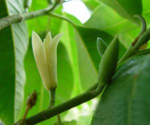 [转载]解开女人不老用药的秘密鈥斺斖嘉牟⒚