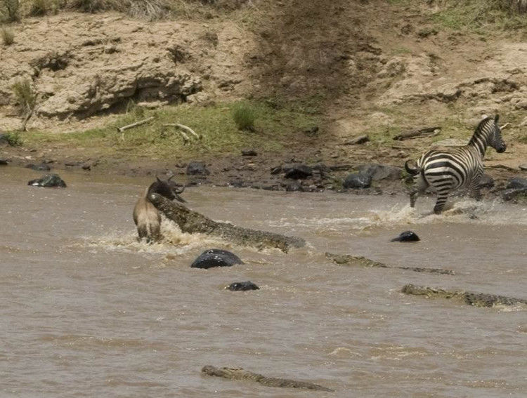 鳄鱼残暴的行凶瞬间 - 月  月 - 阳光月月《万网搜索》