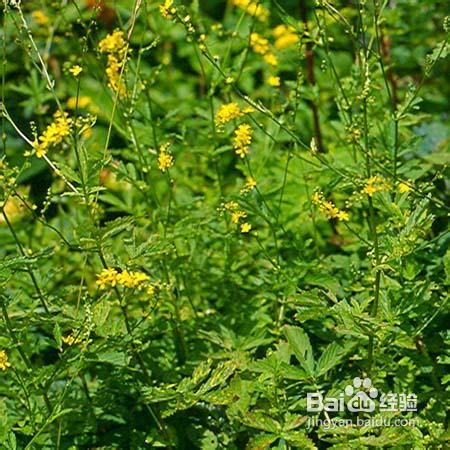 耳聋耳鸣特别偏方