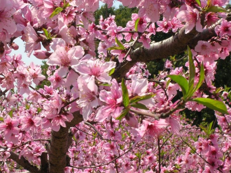 《桃花开》美图共赏 - 彼岸桃花 - .