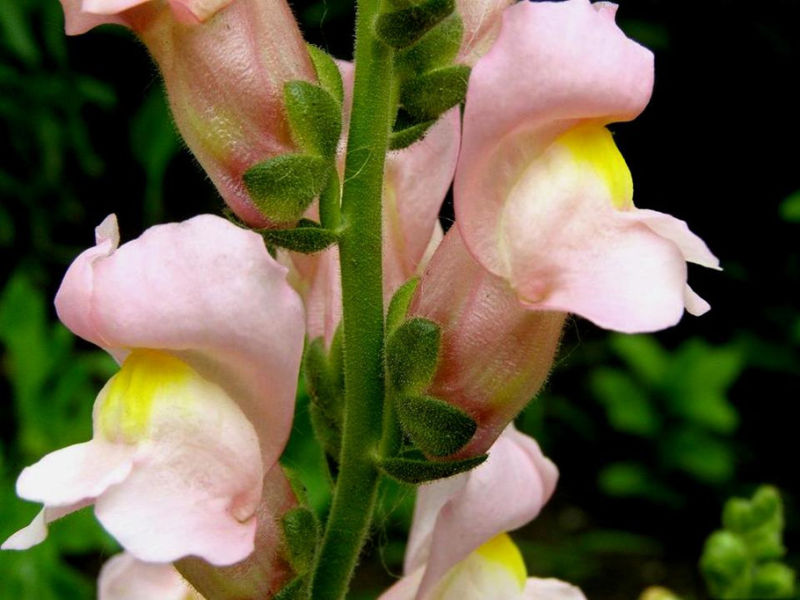 Rose【夏日花卉】