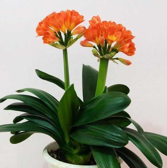 园艺师教你哪种花多久浇一次水 - 南山秀竹 - 南山文化园