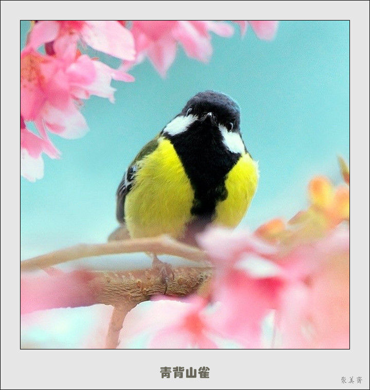 五十种漂亮的爱鸟！来认识一下吧！【美图共赏】 - 無為居士 - 聚美齋