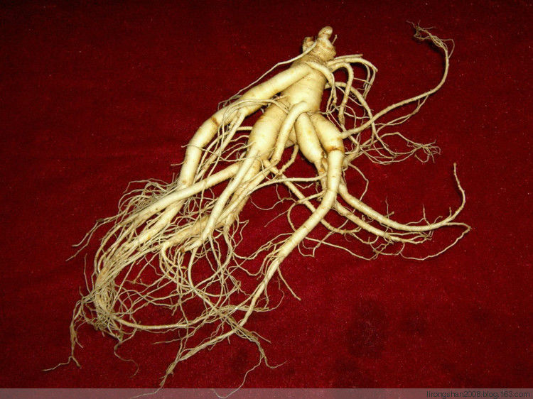 人参红参沙参党参西洋参高丽参特性—— - 一统江山 - 一统江山的博客