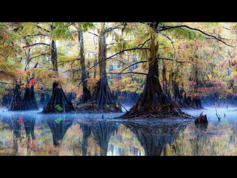 Rose【Caddo Lake】（4007） - Rose - Rose Yang的博客