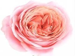 浪漫古董（romantic antike