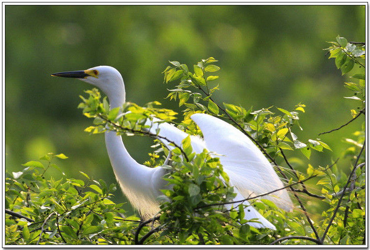 痴观白鹭弄清姿！【唯美组图】 - 無為居士 - 聚美齋