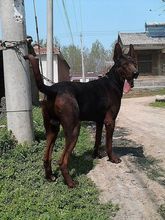 2月小莱州红价格鸿华犬业