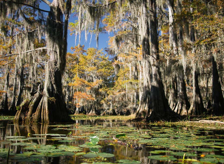 世界上最迷人的十大森林-宝贝梦－分享美丽.分享快乐.品味人生