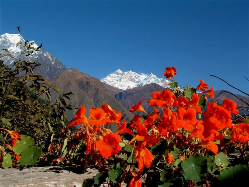 Rose【夏日花卉】