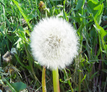 老中医的顺口溜,太适用了! - 十年井绳 - 十年井绳博客