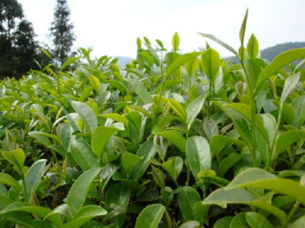 16个降血糖能手食品 - 空谷幽兰 - 空谷幽兰憩居