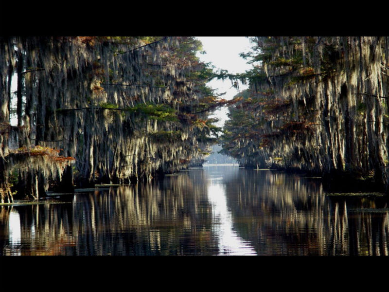 Rose【Caddo Lake】（4007） - Rose - Rose Yang的博客