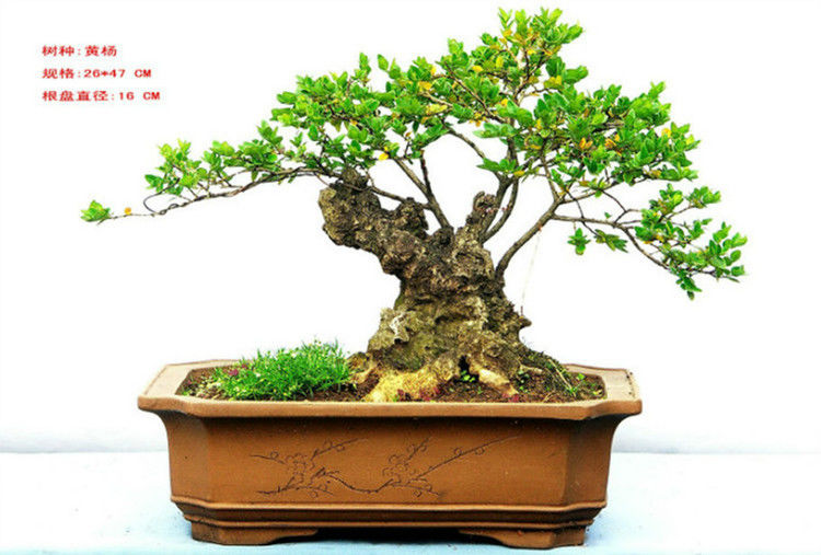 盆景—黄  - .