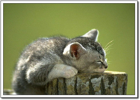 周末要轻松！【幽默图片50P】 - 無為居士 - 聚美齋