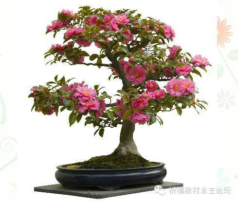 园艺师教你哪种花多久浇一次水 - 南山秀竹 - 南山文化园