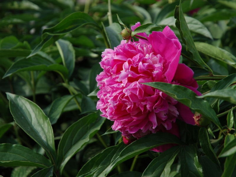 ╰※╮绚丽何尝逊花王◇缤纷