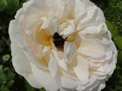 塞巴斯蒂安克奈普(Sebastian