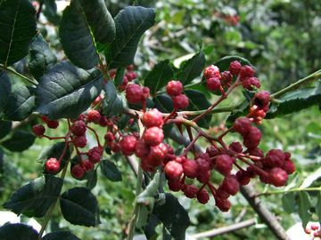 香菜煮水洗肾，花椒专治富贵病，蒲公英巧治慢性病 - 美体、情感、博文精品 - 美体情感、心灵驿站