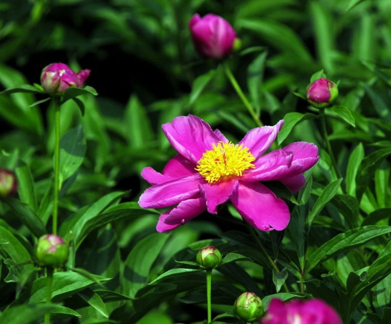 ╰※╮绚丽何尝逊花王◇缤纷芍药竞