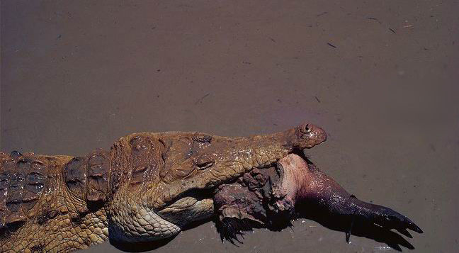 鳄鱼残暴的行凶瞬间 - 月  月 - 阳光月月《万网搜索》