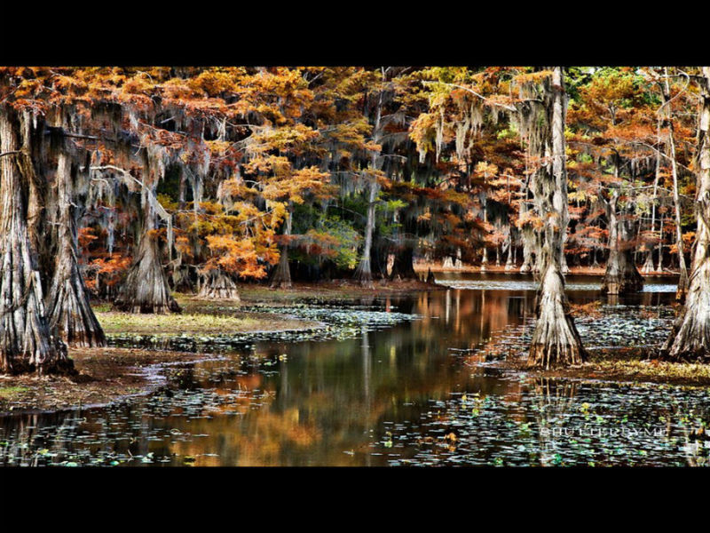 Rose【Caddo Lake】（4007） - Rose - Rose Yang的博客