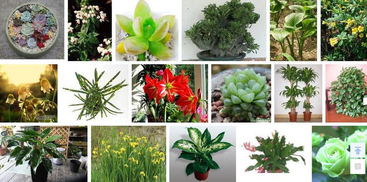 盆栽植物绿叶变黄应施什么肥 - 南南 - 阳光南南（看新闻）