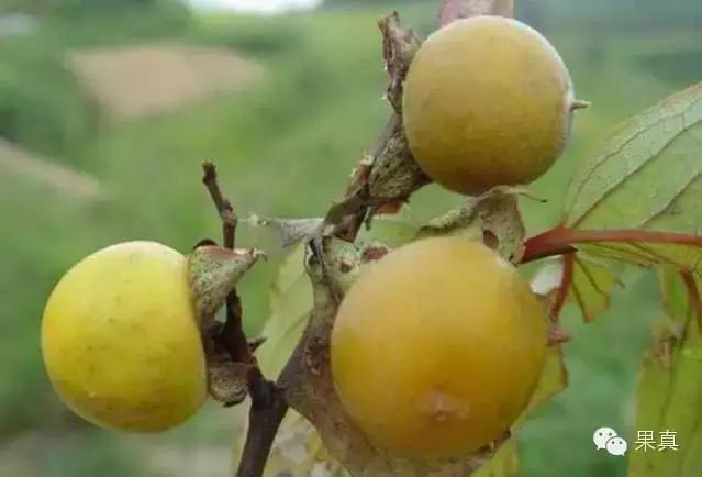 正宗的野果，很多城市人没吃过甚至没见过！
