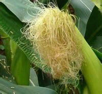 很实用的玉米须 - 小美 - xing1969wuw的博客