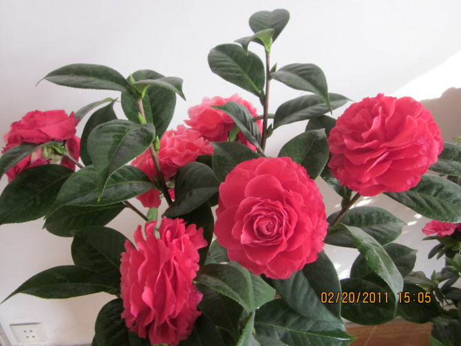 家庭养花奇招大全（绝对珍藏版） - 理睬 - .