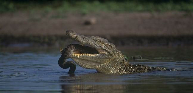 鳄鱼残暴的行凶瞬间 - 月  月 - 阳光月月《万网搜索》