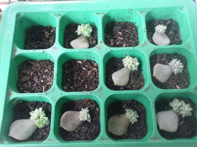 [转载]自制生根剂 - zhshch - ♂╮(╯▽╰)╭♂