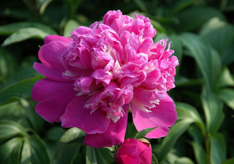 ╰※╮绚丽何尝逊花王◇缤纷芍药竞