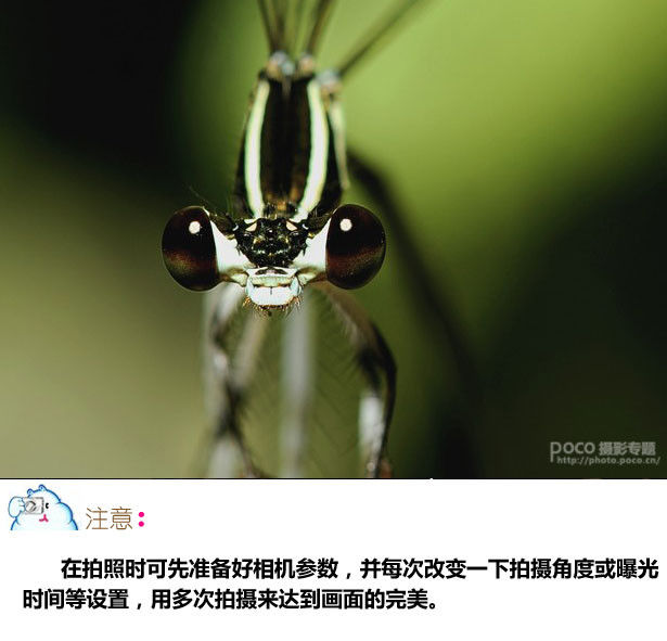 微距摄影十二条基础知识讲解 - 至尊宝 - 每个人的信仰都是存在的、进步的和近似的,