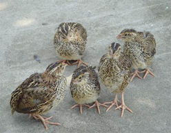 堪比人参的食物【组图】 - 云鹏润峰 - 云鹏潤峰